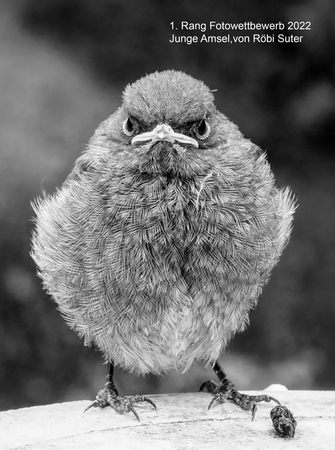 Junge Amsel  Foto: Röbi Suter