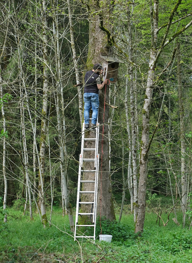 Mit der Leiter geht's zur Nisthilfe  Foto: Jon Emmenegger