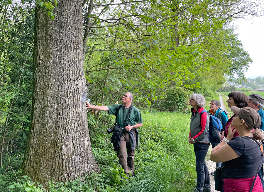 Die Rinde einer Eiche ist für Käfer sehr wertvoll  Foto: Tanja Rose