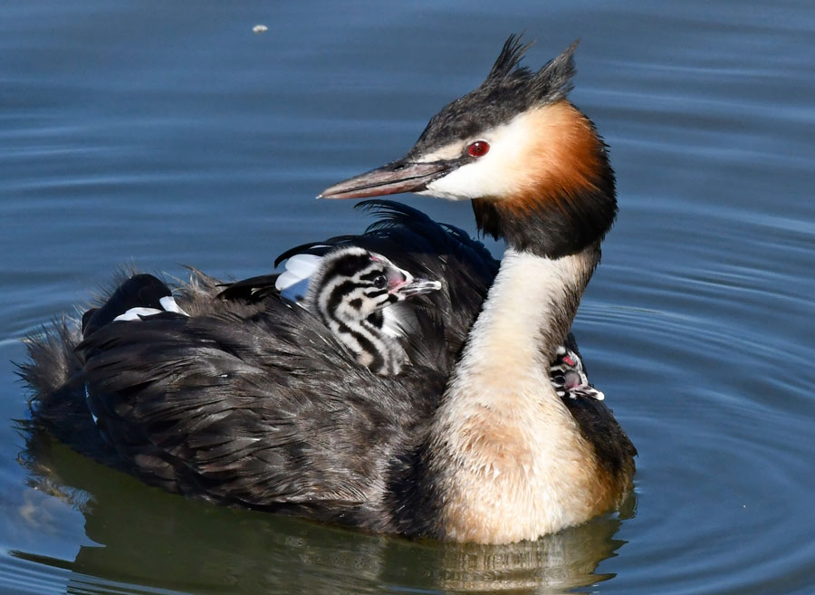 Habentaucher mit Jungen  Foto: Franz Galnzmann