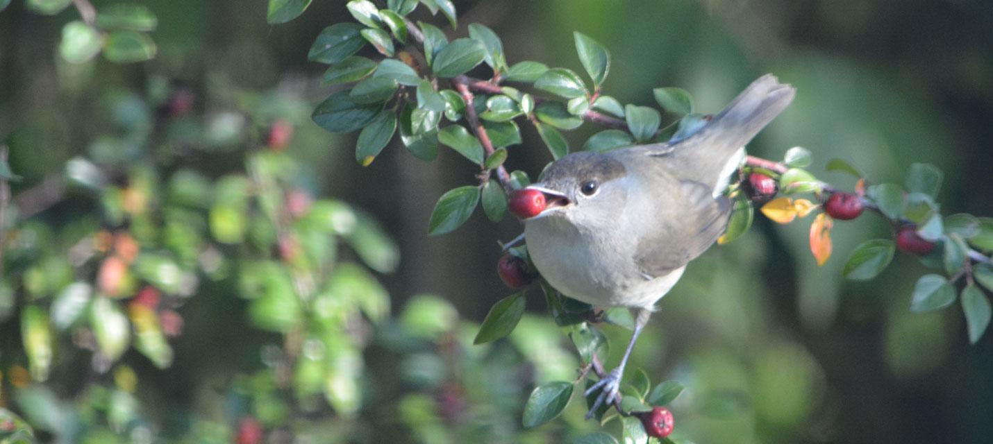 Mönchsgrasmücke frisst Beeren einer Zwergmispel